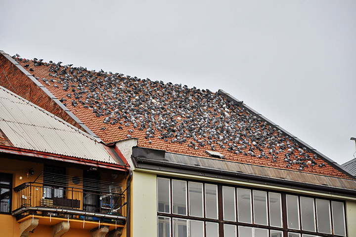 A2B Pest Control are able to install spikes to deter birds from roofs in Buckhurst Hill.