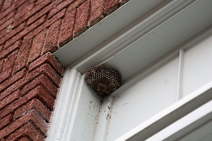 We provide a wasp nest removal service for domestic and commercial properties in Buckhurst Hill.
